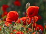 Mohn
